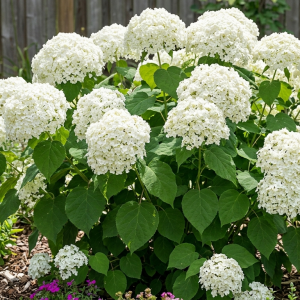 Hydrangea arborescens 'Strong Annabelle'