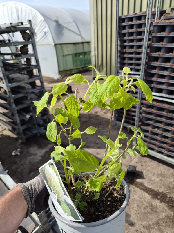 Hydrangea arborescens 'Strong Annabelle'