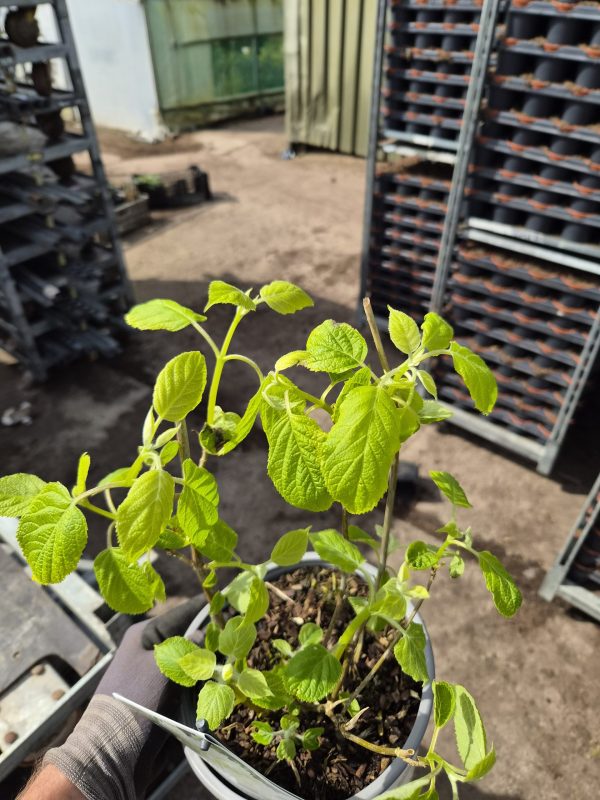 Hydrangea arborescens 'Strong Annabelle'