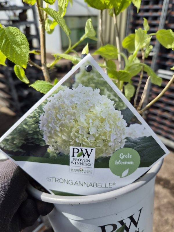 Hydrangea arborescens 'Strong Annabelle'