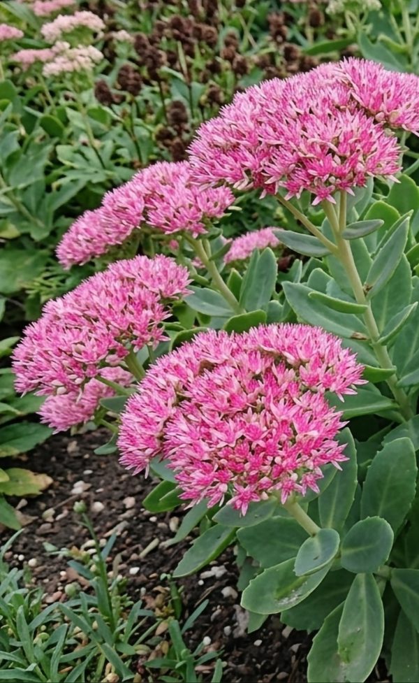 Hylotelephium spectabile 'Hot Stuff'