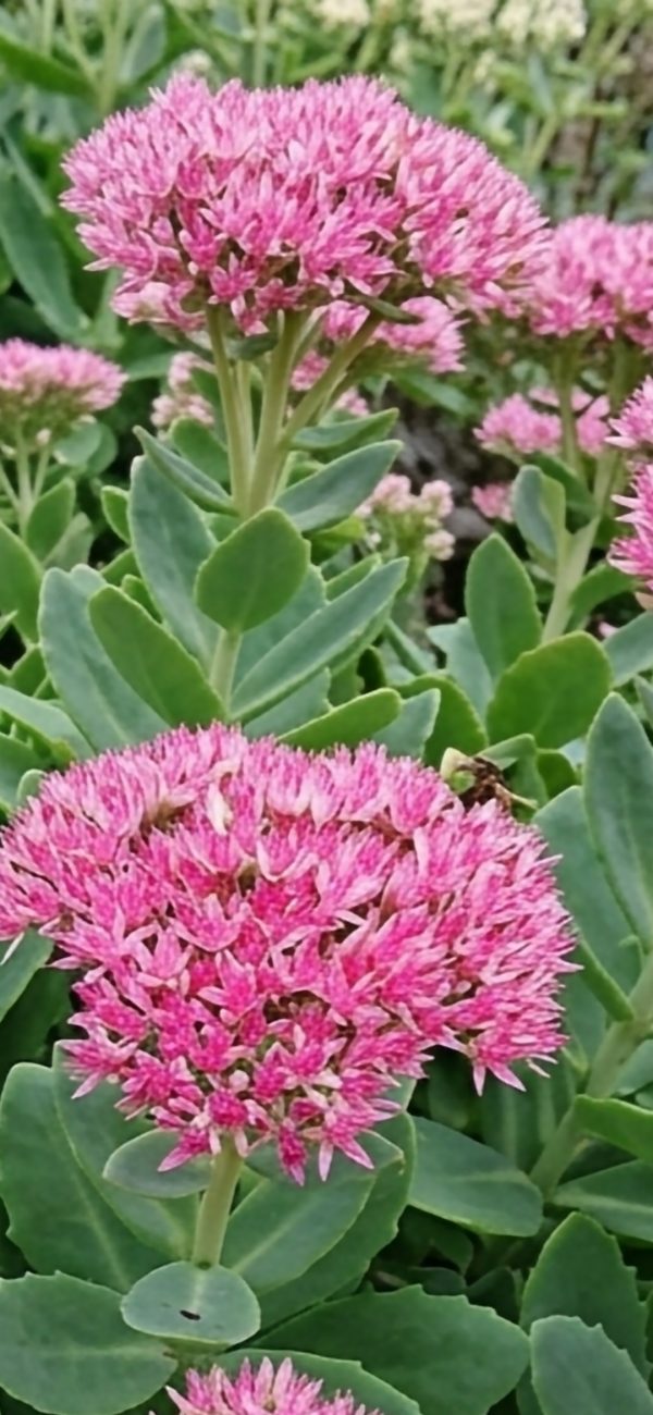 Hylotelephium spectabile 'Hot Stuff'