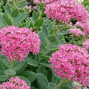 Hylotelephium spectabile 'Hot Stuff'