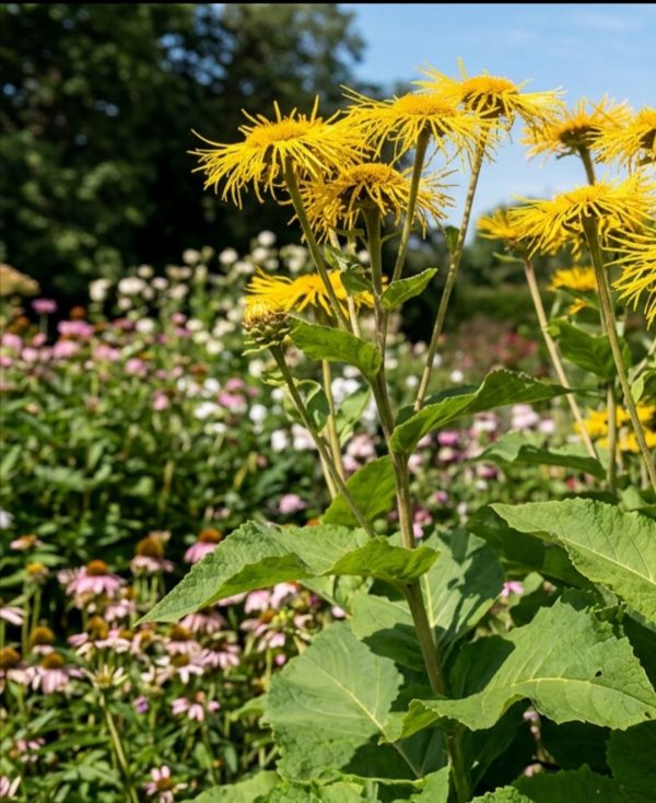 Inula magnifica
