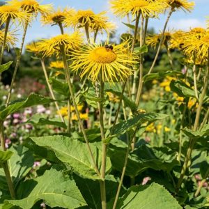 Inula magnifica