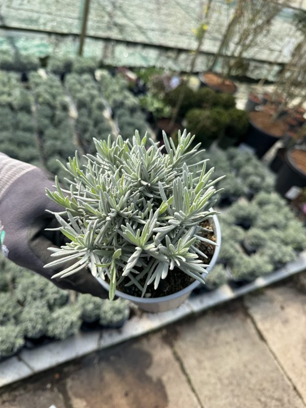 Lavandula angustifolia