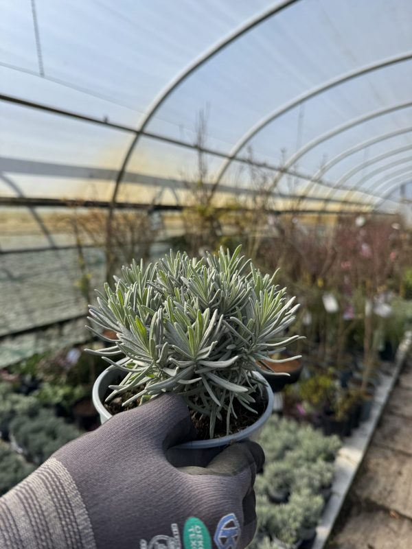 Lavandula angustifolia