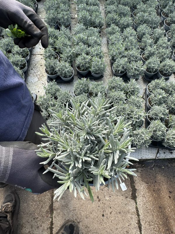 Lavandula angustifolia