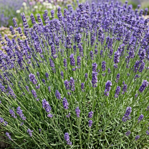Lavandula angustifolia