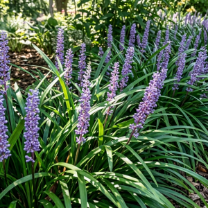 Liriope muscari 'Big Blue'