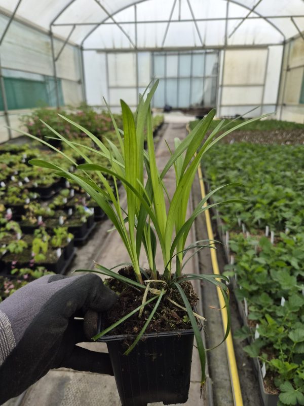 Liriope muscari 'Big Blue'