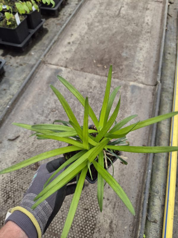 Liriope muscari 'Big Blue'