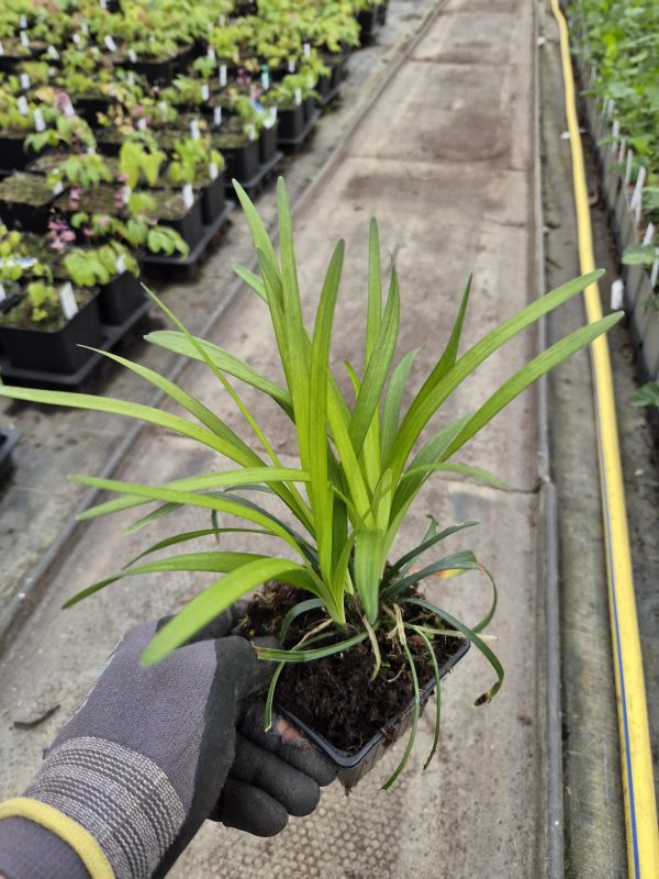 Liriope muscari 'Big Blue'