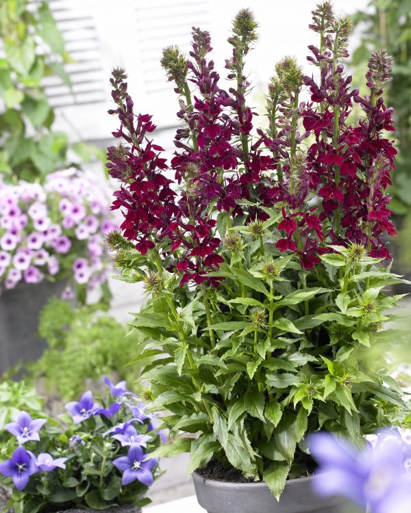 Lobelia x speciosa 'Crimson Princess'