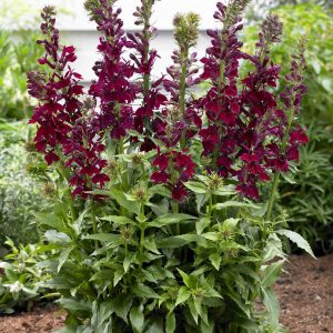 Lobelia x speciosa 'Crimson Princess'