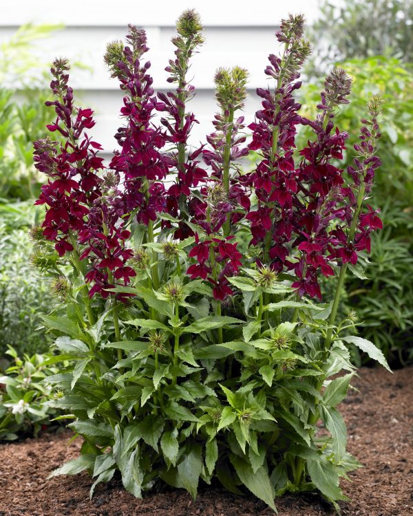 Lobelia x speciosa 'Crimson Princess'
