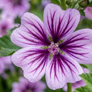 Malva sylvestris var.mauritiana 'Zebrina'