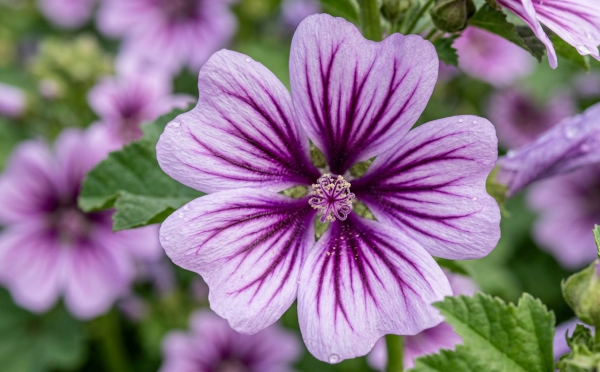 Malva sylvestris var.mauritiana 'Zebrina'
