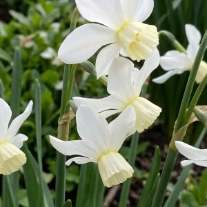 Narcissus 'Sailboat'