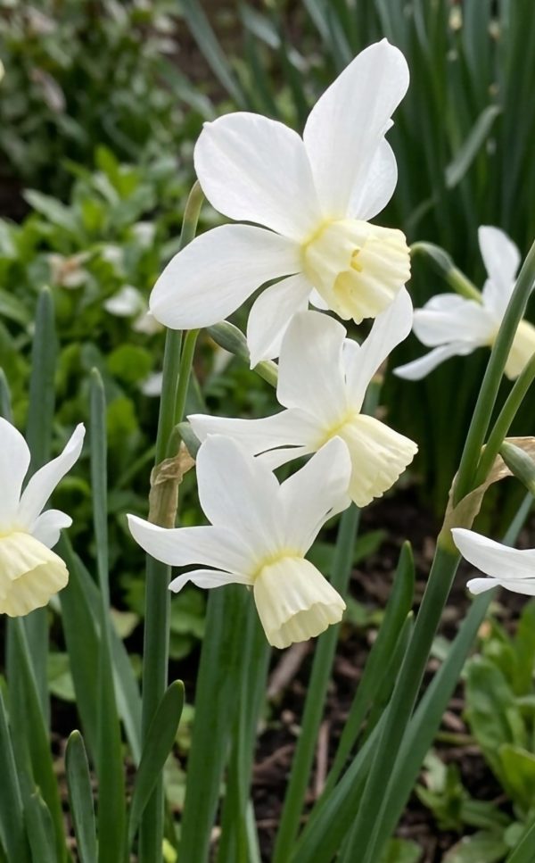 Narcissus 'Sailboat'