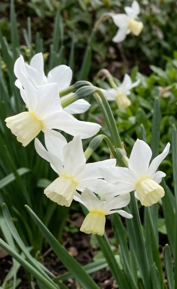 Narcissus 'Sailboat'