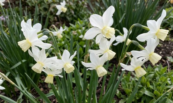 Narcissus 'Sailboat'