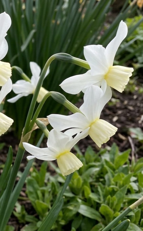 Narcissus 'Sailboat'