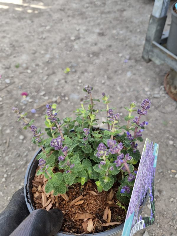 Nepeta 'Cat's Pajamas' Nepeta 'Cat's Pajamas'