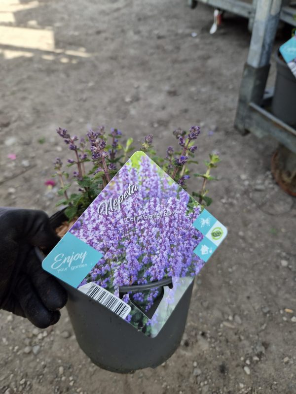 Nepeta 'Cat's Pajamas'2 Nepeta 'Cat's Pajamas'