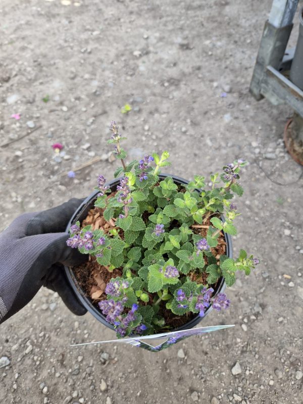 Nepeta 'Cat's Pajamas'3 Nepeta 'Cat's Pajamas'