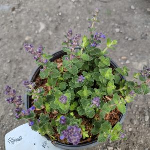 Nepeta 'Cat's Pajamas'