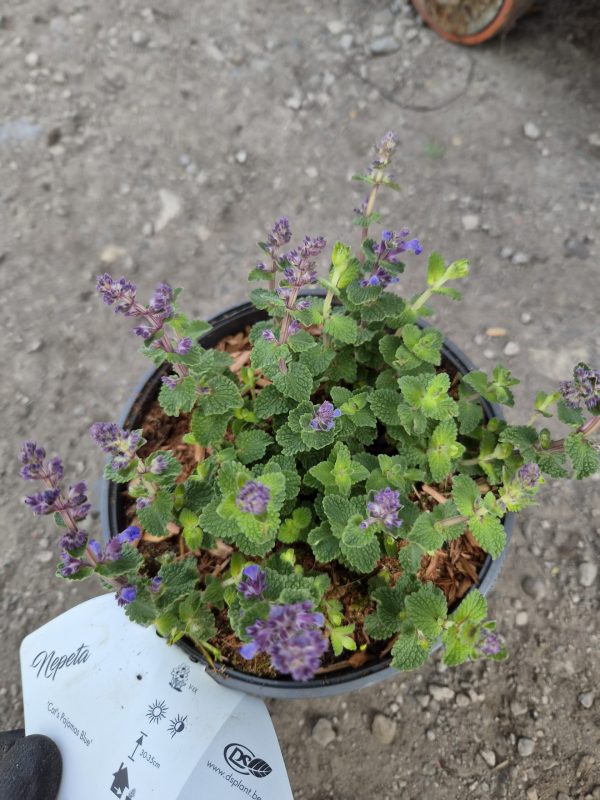 Nepeta 'Cat's Pajamas'4 Nepeta 'Cat's Pajamas'
