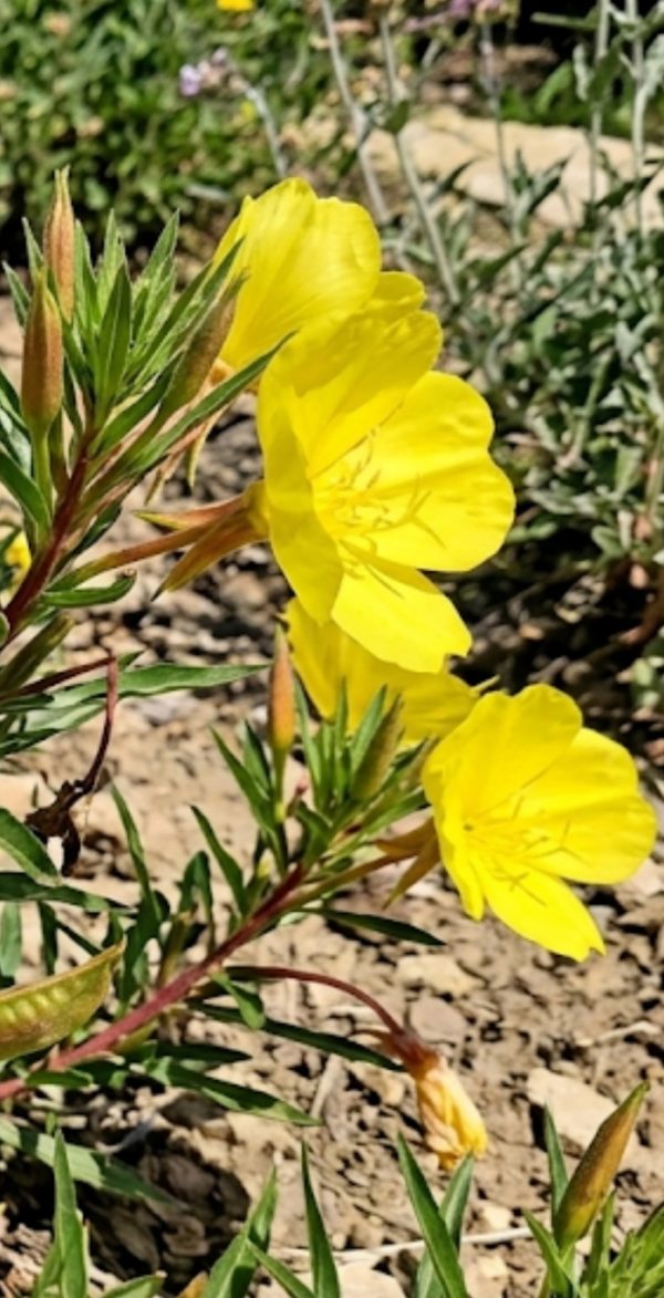 Oenothera macrocarpa