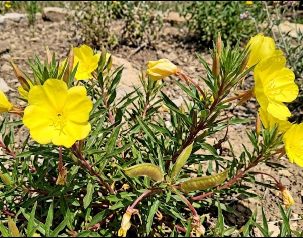 Oenothera macrocarpa