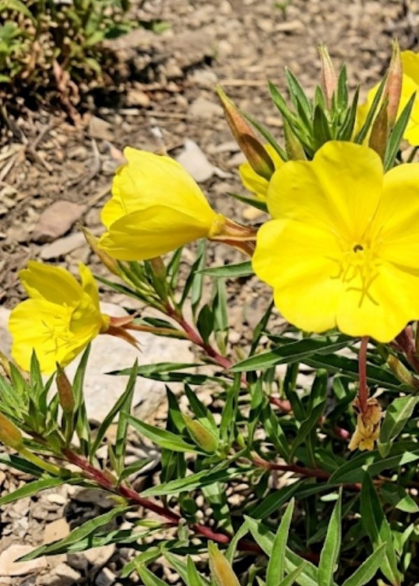 Oenothera macrocarpa