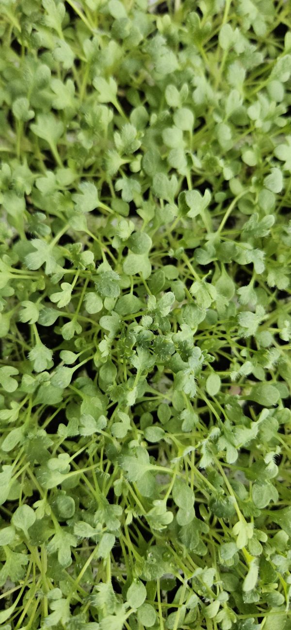 Oreomecon nudicaulis 'Pacino'