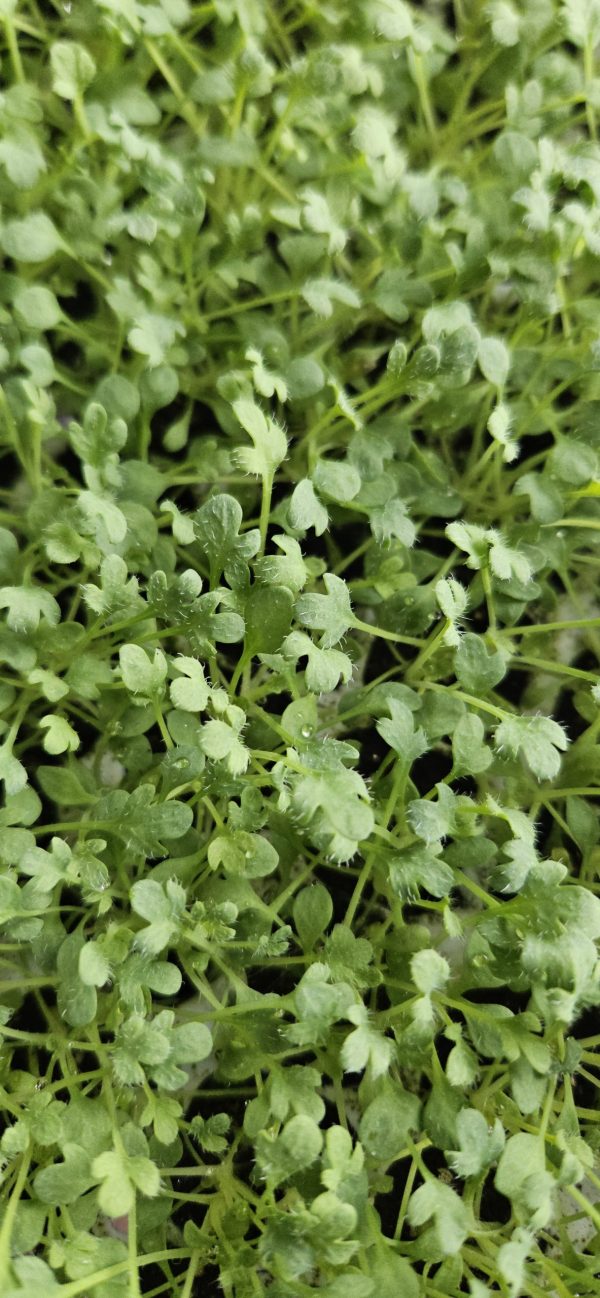 Oreomecon nudicaulis 'Pacino'