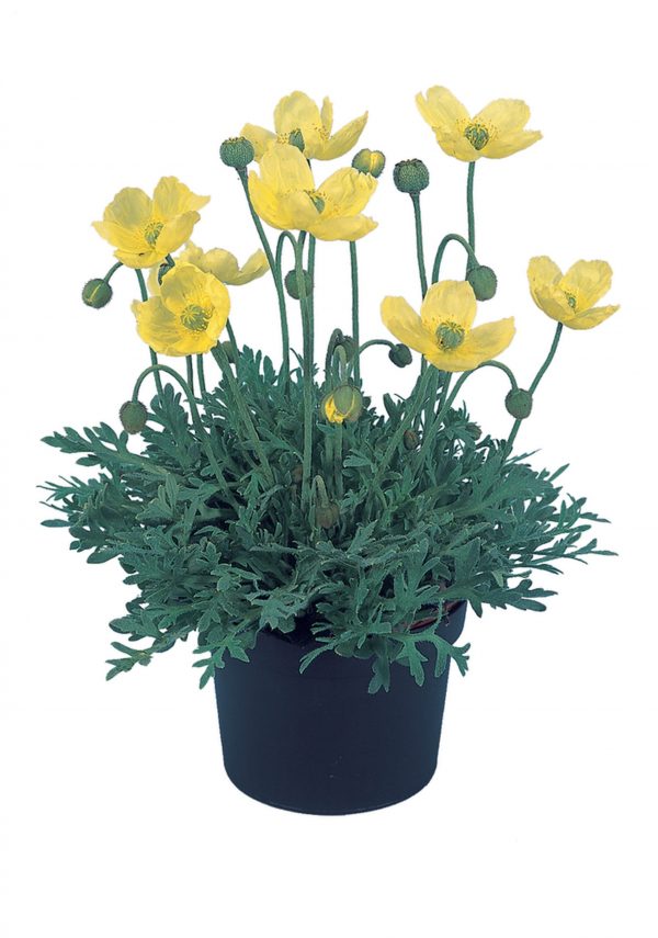 Oreomecon nudicaulis 'Pacino'