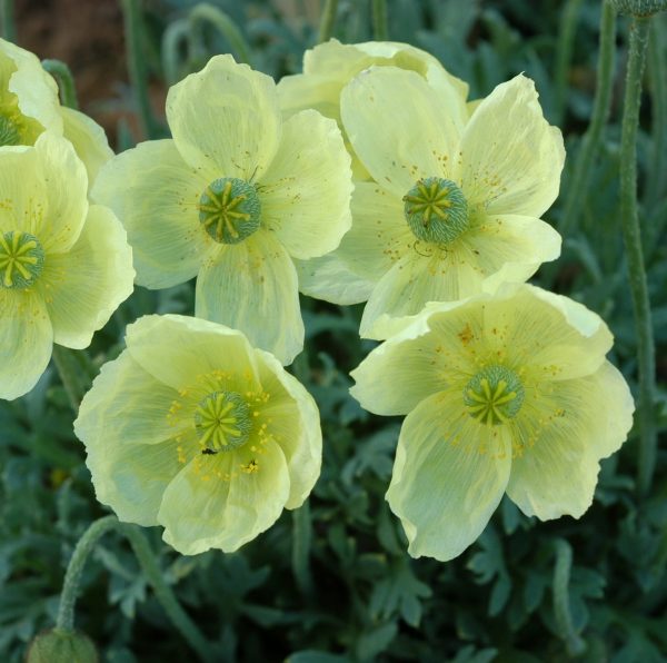 Oreomecon nudicaulis 'Pacino'