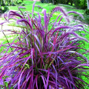 Pennisetum advena 'Fireworks'