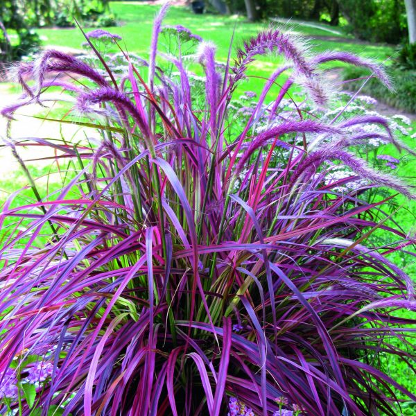 Pennisetum advena 'Fireworks'