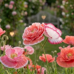 Papaver rhoeas 'Falling in Love'