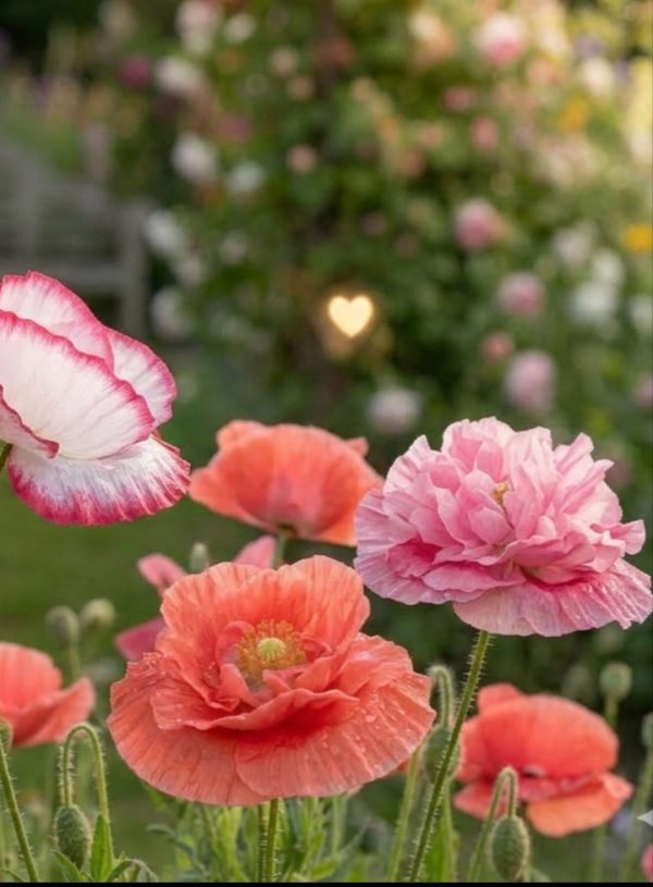 Papaver rhoeas 'Falling in Love'