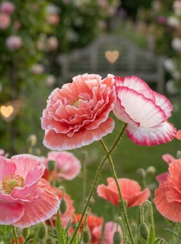Papaver rhoeas 'Falling in Love'