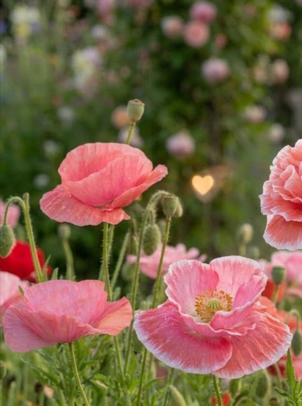 Papaver rhoeas 'Falling in Love'
