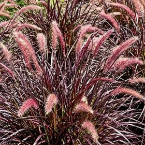 Pennisetum 'Tiny Tails'
