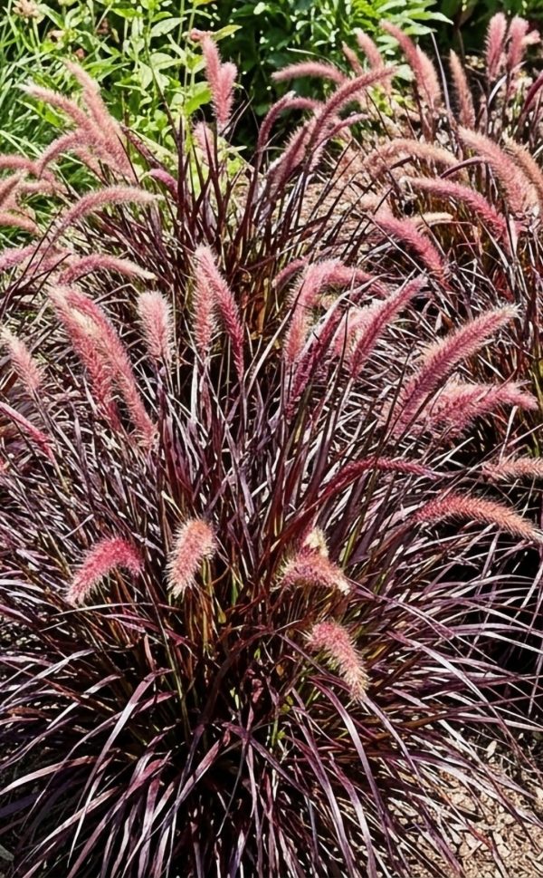 Pennisetum 'Tiny Tails'