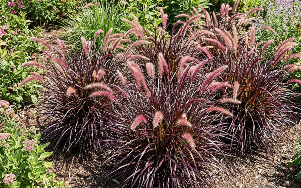 Pennisetum 'Tiny Tails'