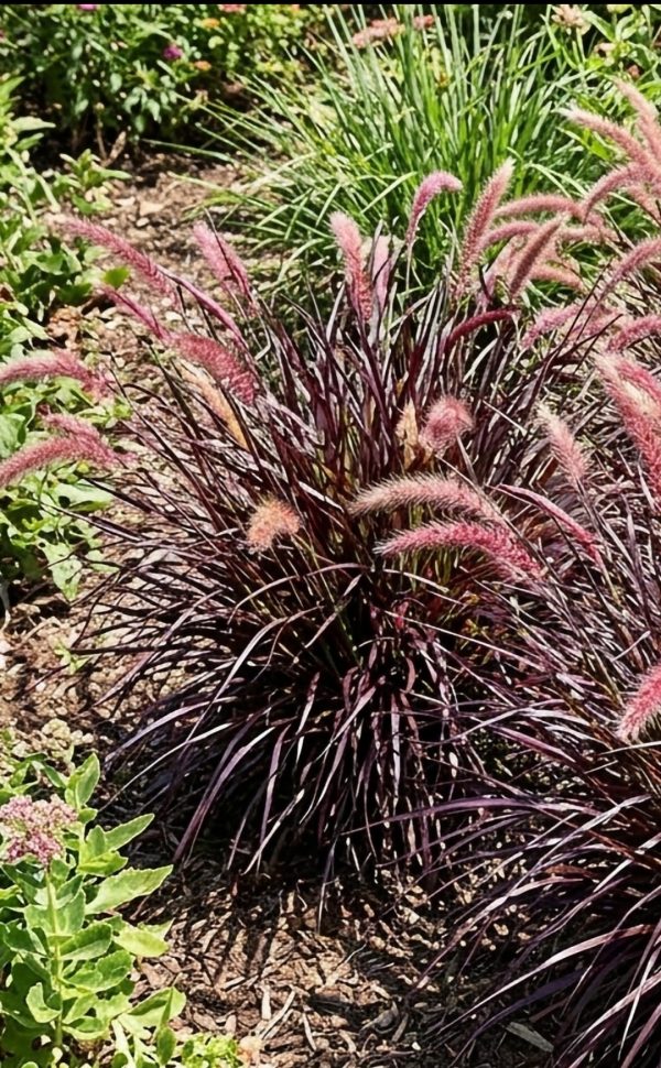 Pennisetum 'Tiny Tails'