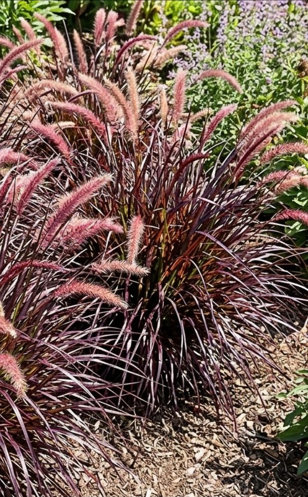 Pennisetum 'Tiny Tails'